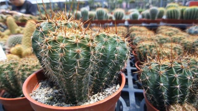 Echinopsis eyriesii (Turp.) Zucc 仙人掌短毛丸(八卦紅) 4K смотреть онлайн