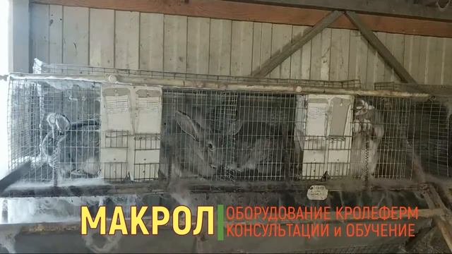 ?КАК соединить вместе крольчат из разных гнезд⁉ #Макрол #Макляк смотреть онлайн