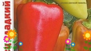 Перец сладкий Али Баба. Краткий обзор, описание характеристик capsicum annuum Ali Baba