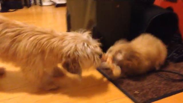 CAUGHT ON TAPE!: Jeff Waters' (Annihilator) Dogs in Horrific Fight смотреть онлайн