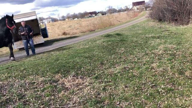 Коні Ваговози. Жеребець Рубін на Паровку. Паровка молодої Кобилки.Робота Рубіна?????? смотреть онлайн