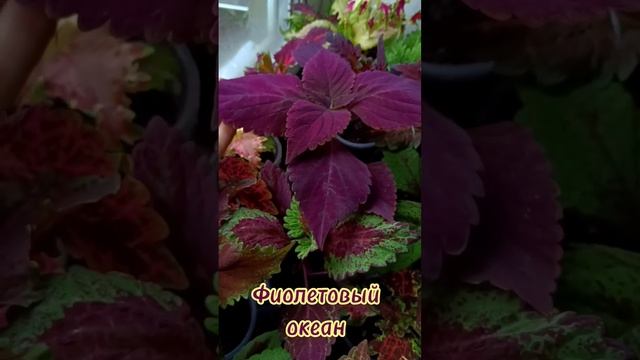 Фиолетовый океан - сеянец 23 года. колеус на проверке. Цвет невероятно красивый!#колеус #цветы#сад смотреть онлайн