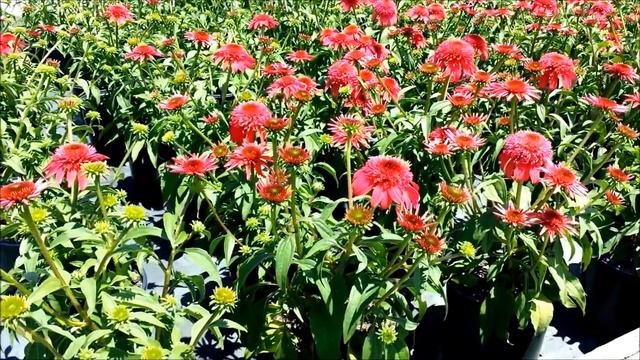 Best Perennials - Echinacea Double Scoop™ Cranberry (Coneflower) смотреть онлайн