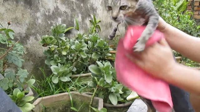 Как купать кошку смотреть онлайн