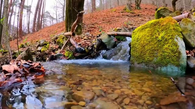 Пение птиц в лесу/Звуки природы/Звук реки в лесу смотреть онлайн