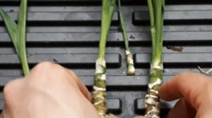 Юкка скажет вам спасибо! Как спасти юкку. Результат в конце видео!