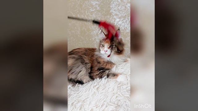 конфуз на фотосессии. #мейнкун #mainecoon #большиекошки #котята #курьезы #cat #коты #catsofinstagra смотреть онлайн