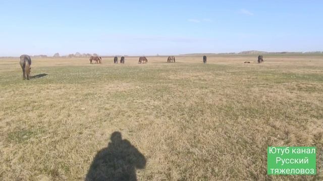 Табун встречает Суффикса.| Нerd Meets Stallion