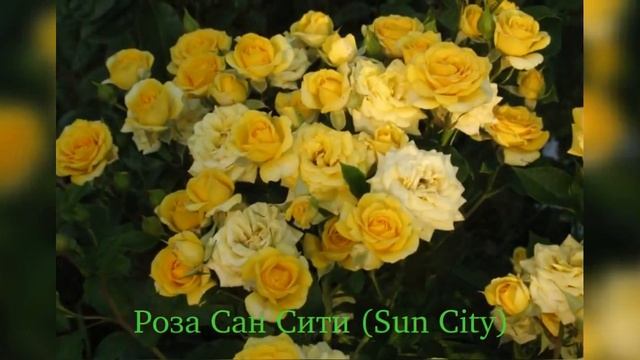 Rose Sun City (Роза Сан Сити) смотреть онлайн