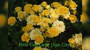 Rose Sun City (Роза Сан Сити)