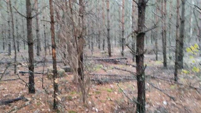 Белые грибы Шляпуны. В завершении ГРИБНОГО СЕЗОНА 2023 смотреть онлайн