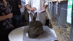 Оценка кролика Ризен на выставке в Европе