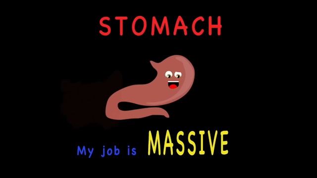 The Stomach Anatomy Song