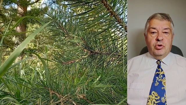 Прогноз Ба Цзы на неделю с 13 по 19 ноября 2023 г