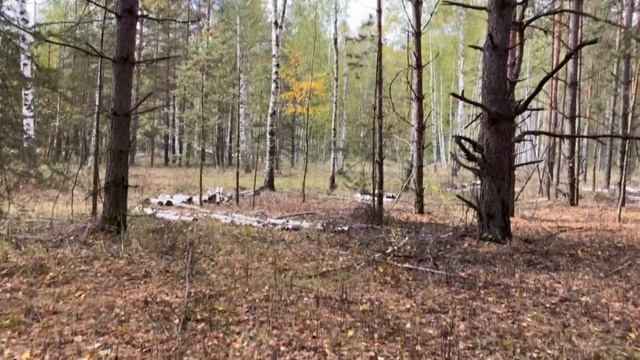 Прогулка по лесу за грибами в Рязани