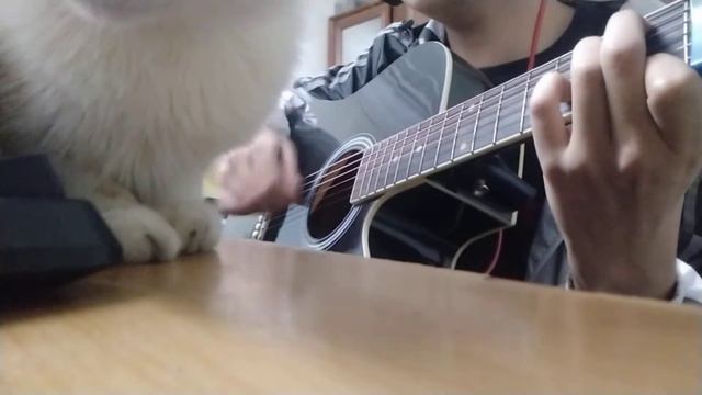While my guitar gently weeps - The Beatles (guitar cover) смотреть онлайн