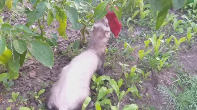 МИЛЫЕ ЖИВОТНЫЕ , КОТЫ СОБАКИ ХОРЬКИ Домашние животные. Знакомство смотреть онлайн