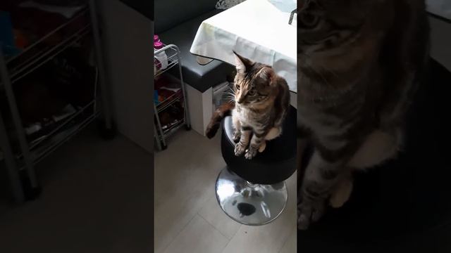 Дрессируем котёнка (Чаузи), учимся давать лапку