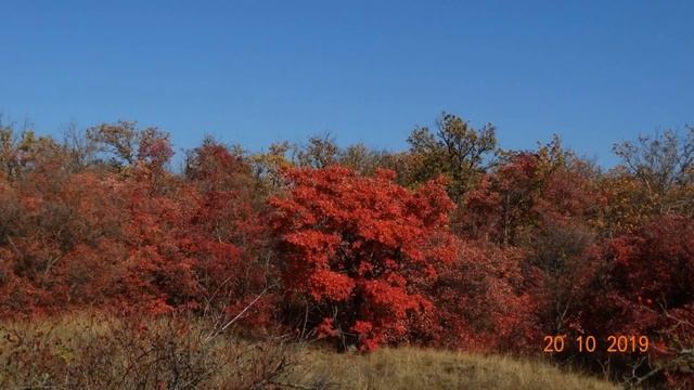 Золотая осень на дону 2019 смотреть онлайн