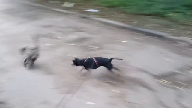 Встреча той терьера с котом 2 смотреть онлайн