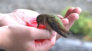 Самая маленькая птица в мире... Калибри?