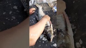 Муж приехал с рыбалки__Поймал рыбку__Толсталобика__Красавец.mp4