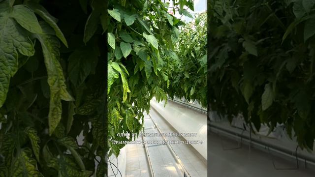 АГРОФИРМЕ "ГАВРИШ" - 31 ГОД! смотреть онлайн