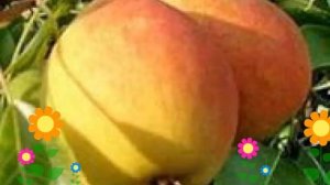 Груша обыкновенная Отрадненская. Краткий обзор, описание характеристик, где купить саженцы