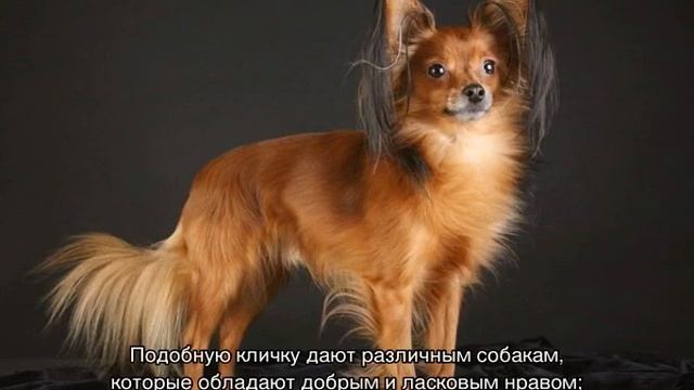 Как назвать той-терьера мальчика и девочку смотреть онлайн