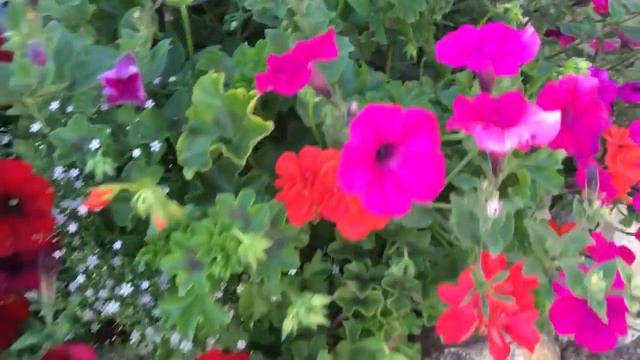 ?Петуния, пеларгония в моём саду.? смотреть онлайн