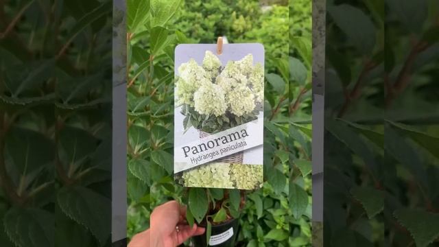 Гортензия метельчатая PAN- Seria, уникальная серия сортов гортензий, с фантастическим цветением❤️? смотреть онлайн