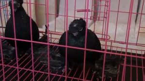 Фрунзенский турман - выставка голубей  в Бишкеке, 13.12.2020г.