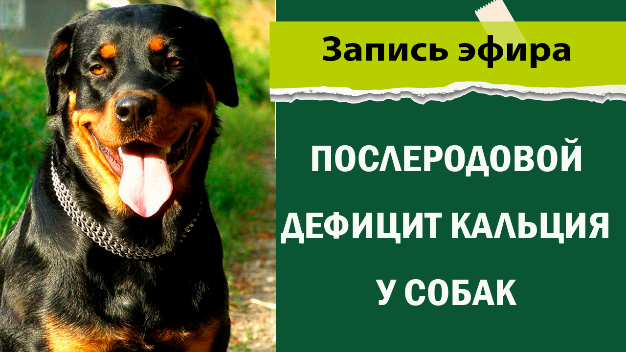 Послеродовой дефицит кальция у собак смотреть онлайн