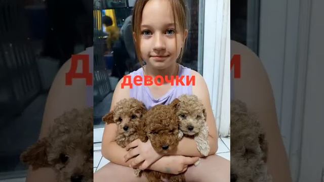 Наша траица святая!Правда спели кое-как.Записали в попыхах.Но зато всё о щенках и о любящих руках! смотреть онлайн