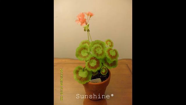 47. Mrs. Quilter 1 미시즈 퀼터 Pelargonium смотреть онлайн