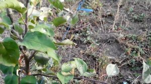 Формировка яблонь и груш способом отгибанием веток.