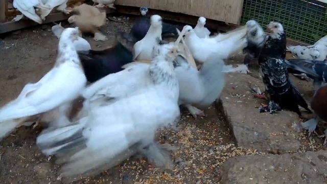 УЗБЕКСКИЕ БОЙНЫЕ ГОЛУБИ ,ТАКЛА смотреть онлайн