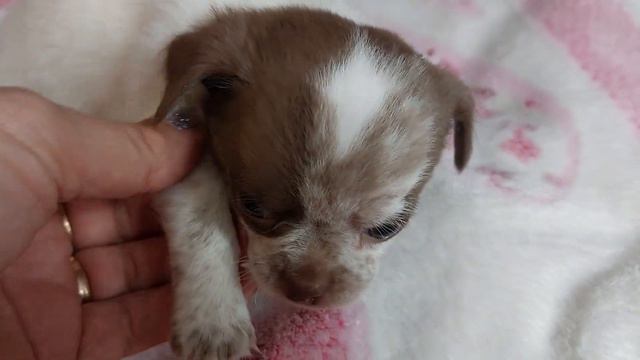 Чикаго шоколад с крапом чихуахуа Кастропуло продажа открыта для резервирования 89787458062 доставка