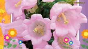 Колокольчик средний Розовый. Краткий обзор, описание характеристик, где купить семена