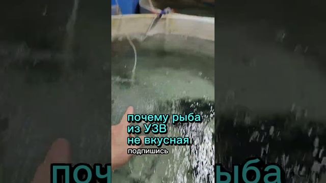 Почему рыба выращенная в УЗВ не вкусная #узв #рыба #акварост смотреть онлайн