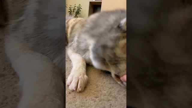 Милейшее видео) смотреть онлайн