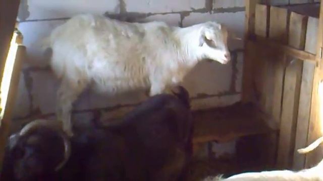 как зимуют козы