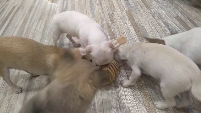 игрушка развивающая вкусная для чихуахуа Симферополь Кастропуло продам щенков Крым смотреть онлайн