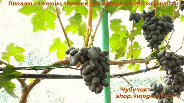 Виноград ДЖУЛЬЕТТА ранняя красавица с крупными ягодами и отличным вкусом! Пузенко Наталья Лариасовн смотреть онлайн