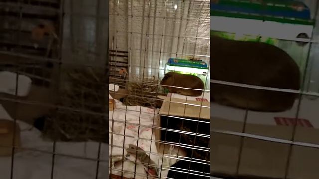 Клетка для морской свинки своими руками.Часть 3. Неправильный сенник. смотреть онлайн