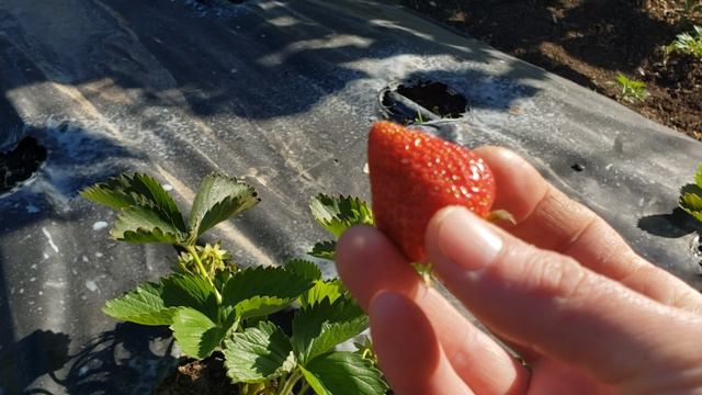 Клубника сорт Фенг Сянг, первая ягода.