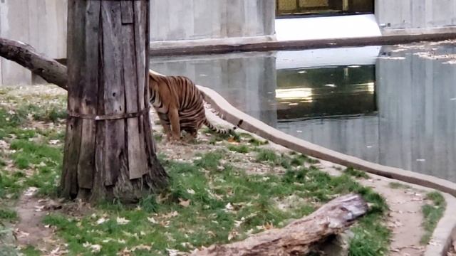 Tiger poops. смотреть онлайн