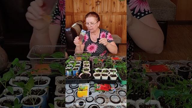 Результат всходов сладкого перца. Пикировка.