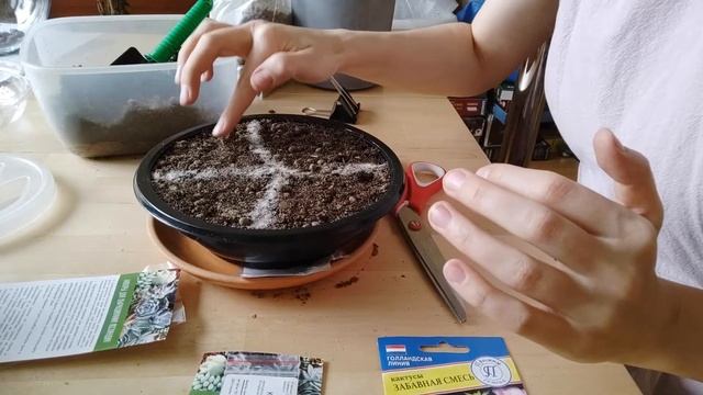 Кактусы и суккуленты из семян. Часть 1: посадка. Реально ли их вырастить полному дилетанту? смотреть онлайн
