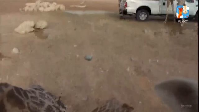 Жирафы и камера.Прямой эфир Вирри! смотреть онлайн